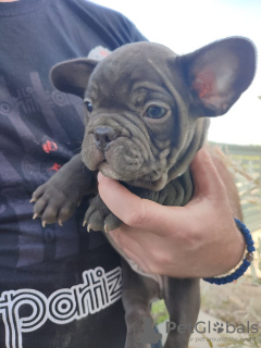 Foto №2 zu Ankündigung № 20038 zu verkaufen französische bulldogge - einkaufen Russische Föderation vom kindergarten