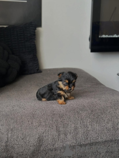 Foto №3. Yorkie-Welpe zur Adoption verfügbar. Griechenland