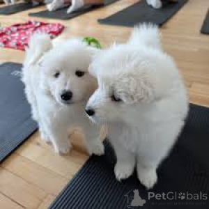 Foto №2 zu Ankündigung № 166008 zu verkaufen samojede (hunderasse) - einkaufen Spanien quotient 	ankündigung, züchter