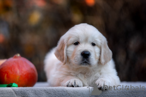 Zusätzliche Fotos: Golden Retriever-Welpen