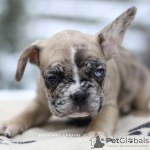 Foto №3. Wunderschöner französischer VIP-Bulldoggenwelpe Merle weiß beige. Niederlande