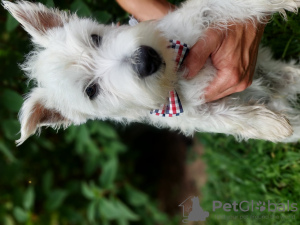 Foto №1. west highland white terrier - zum Verkauf in der Stadt Brudzów | 311€ | Ankündigung № 119426