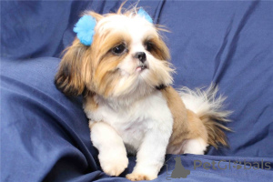 Foto №1. shih tzu - zum Verkauf in der Stadt Regionaleinheit Nordathen | verhandelt | Ankündigung № 170475