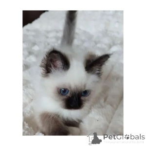 Foto №1. bengal katzenrasse - zum Verkauf in der Stadt Burg | 350€ | Ankündigung № 176679