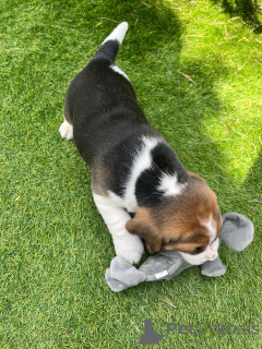 Foto №4. Ich werde verkaufen german spitz in der Stadt Los Angeles. quotient 	ankündigung - preis - 577€