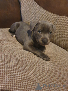 Foto №1. staffordshire bull terrier - zum Verkauf in der Stadt Mora | 1500€ | Ankündigung № 168441
