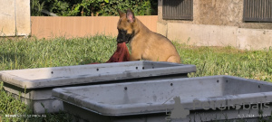 Zusätzliche Fotos: Belgische Malinois-Schäferhundwelpen