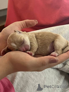 Foto №3. Ich verkaufe Welpen an Maltipa (Jungen und ein Mädchen) schreiben Ich werde dir. Usbekistan