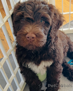 Foto №3. Lindos cachorros Cão de Água Português para venda. Portugal