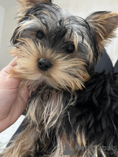 Foto №4. Ich werde verkaufen yorkshire terrier in der Stadt Belgrad.  - preis - verhandelt