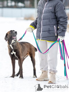 Foto №4. Ich werde verkaufen mischlingshund in der Stadt Moskova. quotient 	ankündigung - preis - Frei