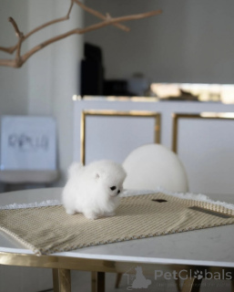 Foto №1. pommersche spitz - zum Verkauf in der Stadt Los Angeles | 425€ | Ankündigung № 135455