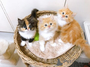 Foto №1. exotische kurzhaarkatze - zum Verkauf in der Stadt Aachen | 350€ | Ankündigung № 170867