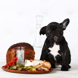 Foto №1. französische bulldogge - zum Verkauf in der Stadt Zaporizhia | 733€ | Ankündigung № 5335