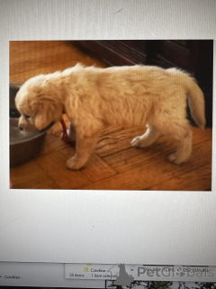 Foto №2 zu Ankündigung № 142638 zu verkaufen golden retriever - einkaufen Serbien 