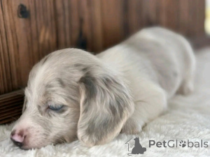 Foto №2 zu Ankündigung № 162955 zu verkaufen dackel - einkaufen USA züchter