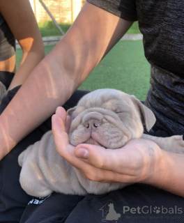 Foto №4. Ich werde verkaufen englische bulldogge in der Stadt Rom. quotient 	ankündigung - preis - 2500€