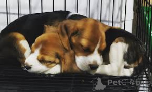 Foto №1. beagle - zum Verkauf in der Stadt Colorado City | 775€ | Ankündigung № 161872