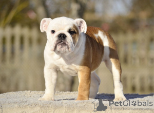 Foto №2 zu Ankündigung № 40029 zu verkaufen englische bulldogge - einkaufen Estland vom kindergarten