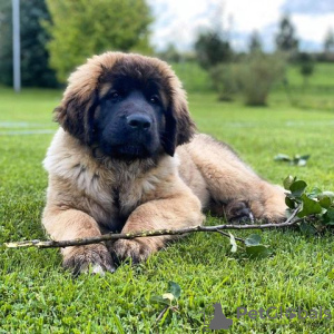 Foto №1. leonberger - zum Verkauf in der Stadt Vantaa | 550€ | Ankündigung № 121007