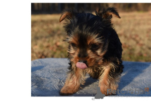 Foto №3. Teddybär-Yorkie-Welpen bereit für neue Familie.. Vereinigte Arabische Emirate