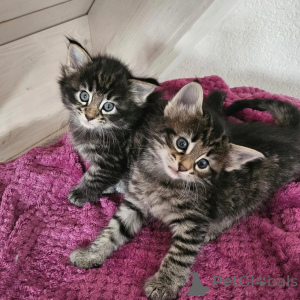 Foto №1. norwegische waldkatze - zum Verkauf in der Stadt Mainz-Bingen | 350€ | Ankündigung № 177039