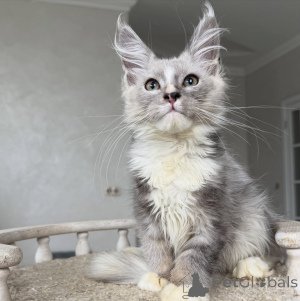 Foto №2 zu Ankündigung № 154635 zu verkaufen maine-coon-katze - einkaufen Deutschland züchter