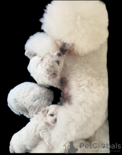 Foto №3. KC Registrierer Stammbaum der Bichon Frise Welpen. Deutschland