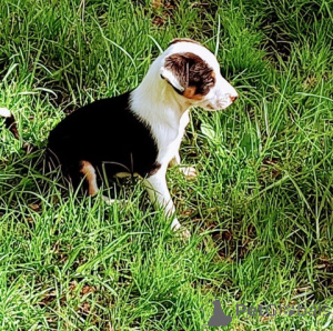Foto №1. border collie - zum Verkauf in der Stadt Göttingen | 370€ | Ankündigung № 148562