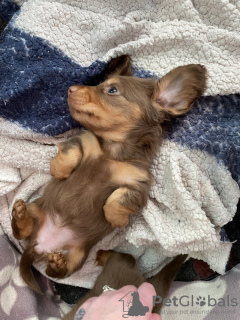 Foto №4. Ich werde verkaufen dackel in der Stadt Aarbergen. quotient 	ankündigung - preis - 1600€