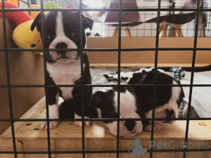 Foto №4. Ich werde verkaufen boston terrier in der Stadt Richmond. züchter - preis - 473€