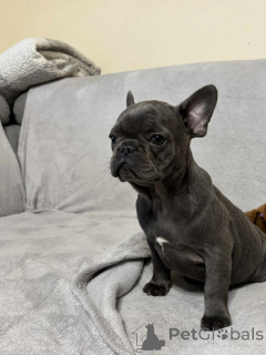 Foto №3. Französische Bulldogge Welpen zu vermitteln.. Deutschland