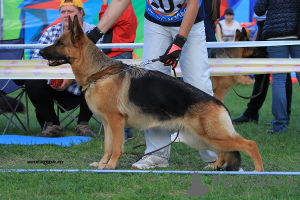 Foto №2 zu Ankündigung № 8095 zu verkaufen deutscher schäferhund - einkaufen Russische Föderation züchter