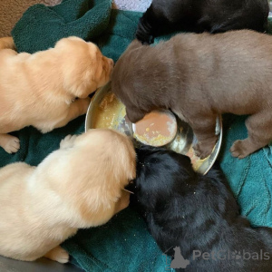 Foto №2 zu Ankündigung № 173326 zu verkaufen labrador retriever - einkaufen Polen quotient 	ankündigung