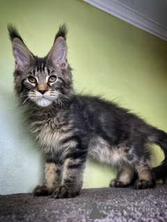 Foto №3. Entzückende Maine-Coon-Kätzchen stehen jetzt zum Verkauf. Deutschland