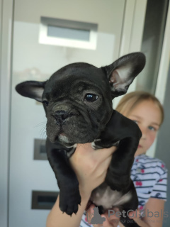 Foto №3. welpen der französischen bulldogge zu verkaufen. Russische Föderation