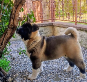 Foto №3. American Akita, puppies. Serbien