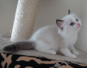 Foto №1. ragdoll-katze - zum Verkauf in der Stadt Helsinki | verhandelt | Ankündigung № 174620