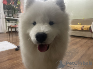 Foto №3. Samojedenmädchen und -junge. Ukraine