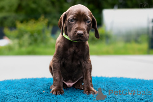 Foto №3. Welpen höchste Qualitätsjagdfähigkeiten und -charakter.. Litauen