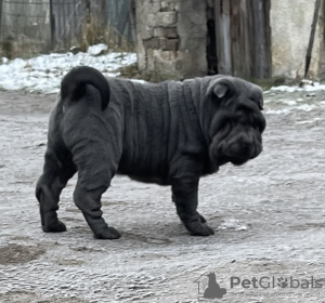 Foto №3. Shar Pei FCI Welpe. Polen