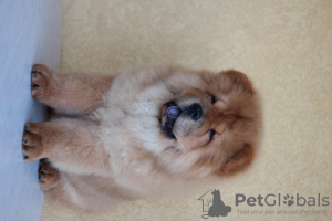 Foto №3. Nikola Milićević. Serbien