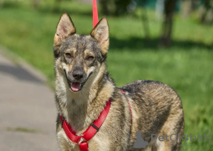 Foto №1. mischlingshund - zum Verkauf in der Stadt Moskwa | Frei | Ankündigung № 154298