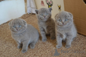 Foto №1. schottische faltohrkatze - zum Verkauf in der Stadt Heilbronn | 350€ | Ankündigung № 172323