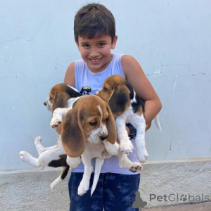 Foto №1. beagle - zum Verkauf in der Stadt Berlin | verhandelt | Ankündigung № 166516