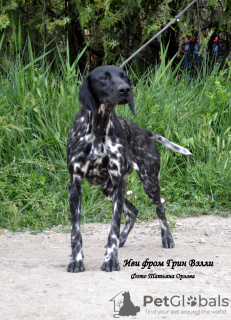 Foto №4. Ich werde verkaufen mischlingshund in der Stadt Simferopol. vom kindergarten - preis - 672€