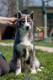 Foto №2 zu Ankündigung № 139111 zu verkaufen siberian husky - einkaufen Russische Föderation züchter