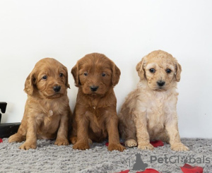 Foto №2 zu Ankündigung № 71705 zu verkaufen golden retriever - einkaufen Australien quotient 	ankündigung, züchter