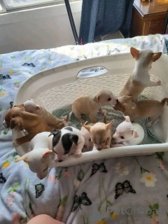 Foto №1. chihuahua - zum Verkauf in der Stadt Manchester | verhandelt | Ankündigung № 166829