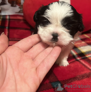 Foto №2 zu Ankündigung № 84034 zu verkaufen shih tzu - einkaufen USA quotient 	ankündigung